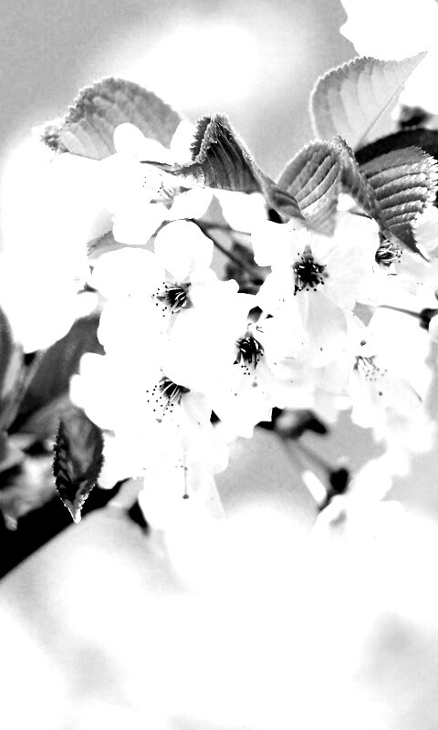 Белые цветы вишни обои