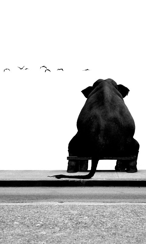 Слон на табуретке обои