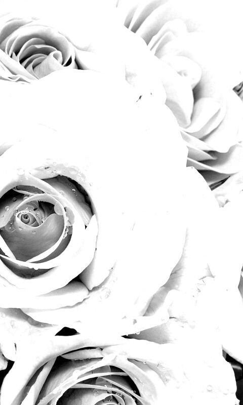 Букет розовых роз обои