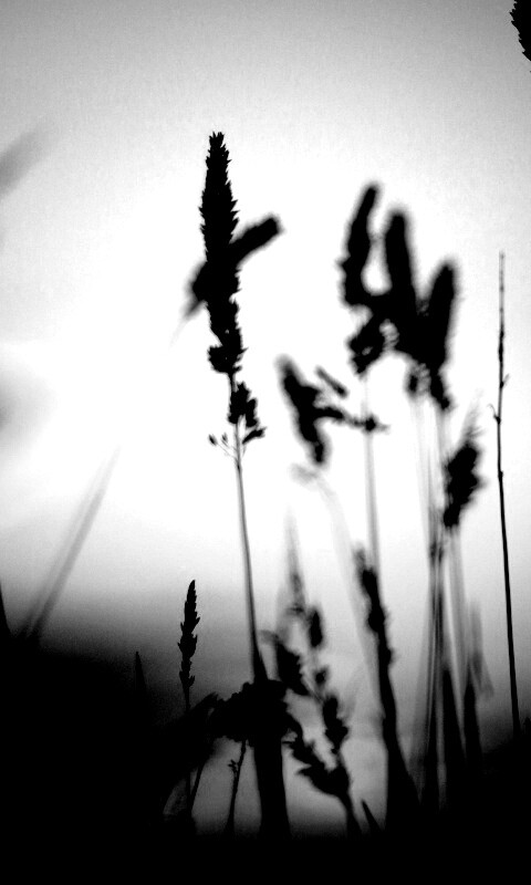 Дыхание природы обои