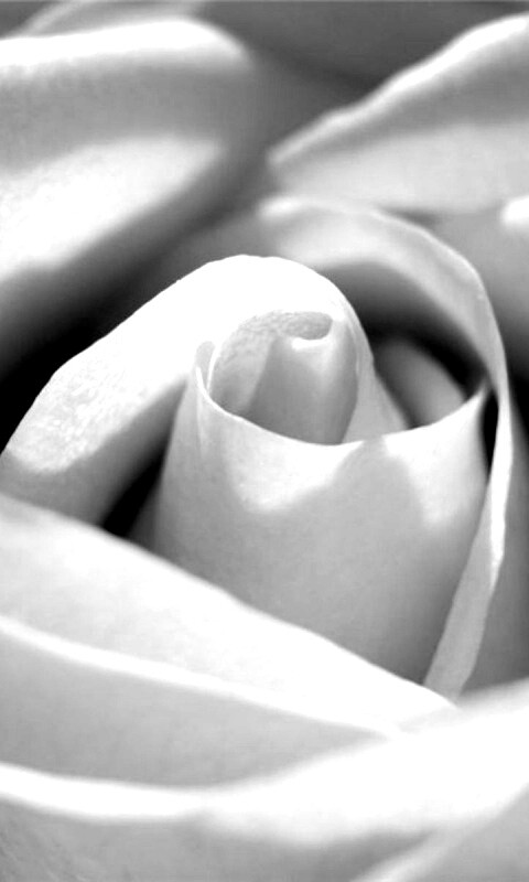 Фиолетовая роза макро обои