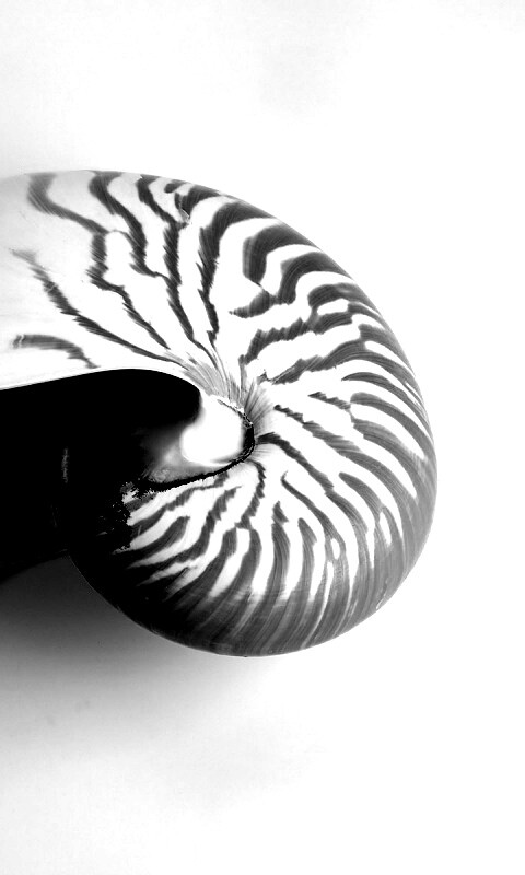 Ракушка в полоску обои