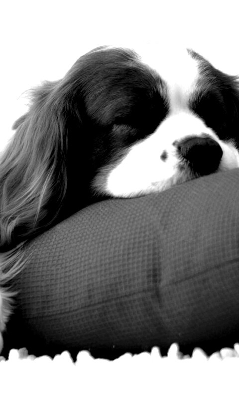 Спящий щенок на красной подушке обои