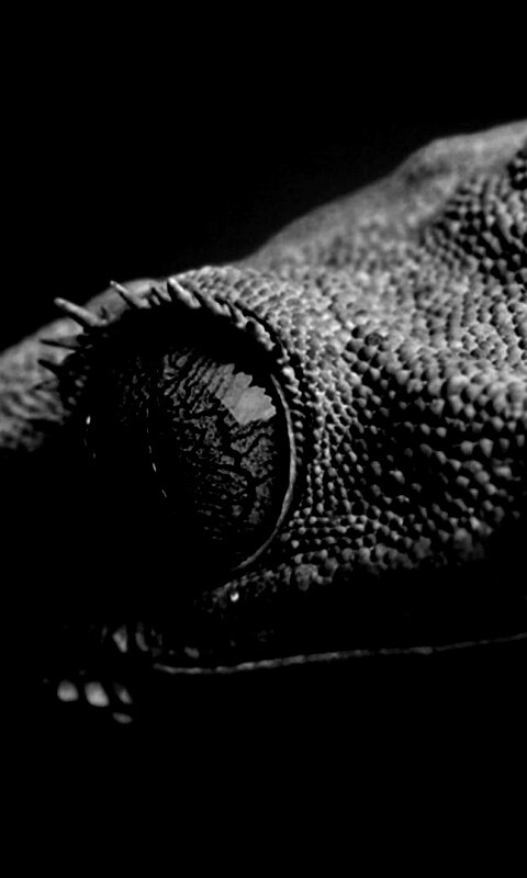 Ящерка обои