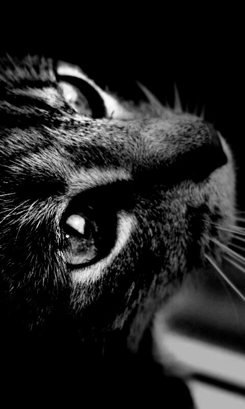 Кот с желтыми глазами обои