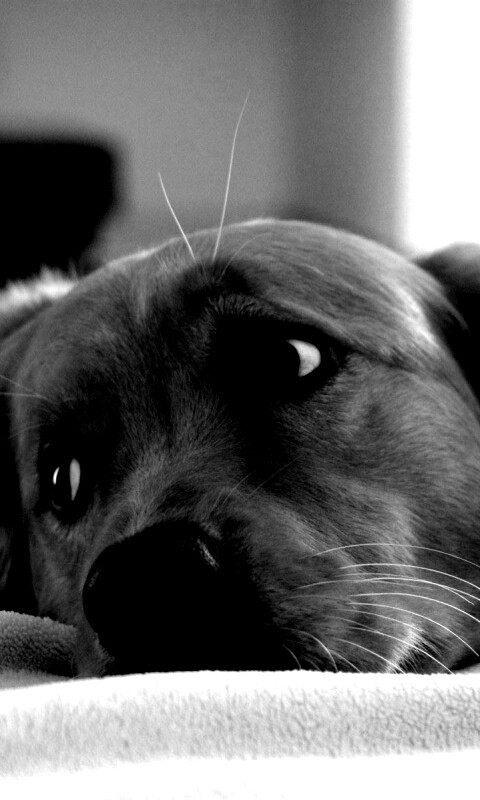 Лабрадор-ретривер обои