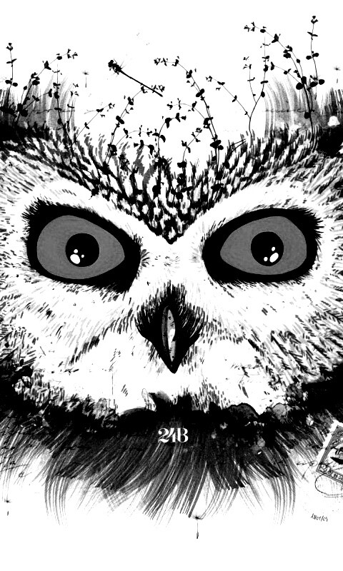 Обои сова для mac book обои