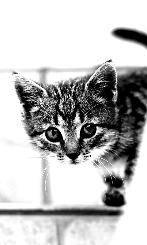 Коётнок выглядвает обои