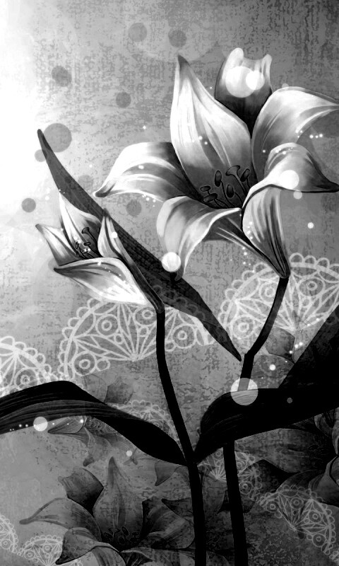 Красивое изображение лилии обои