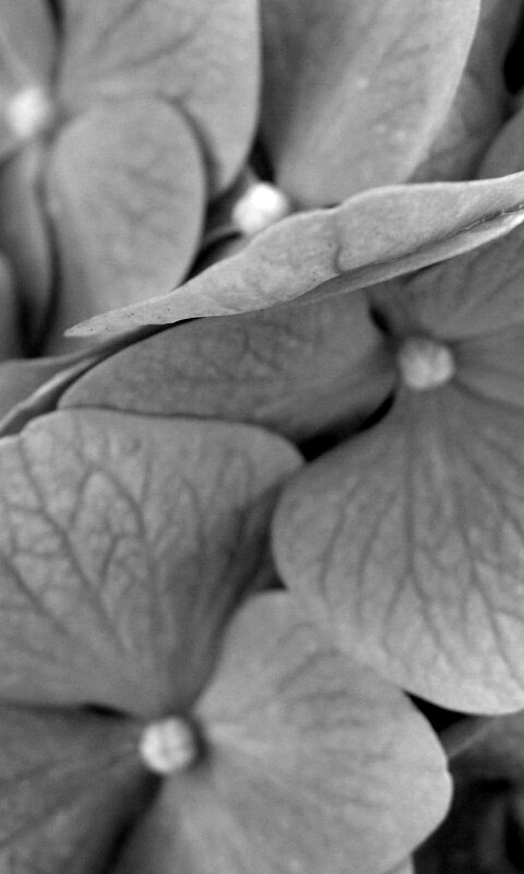 Фиолетовые нежные цветы обои