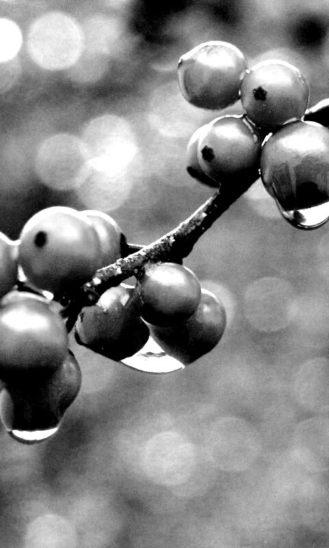 Капли росы на ягодах рябины обои