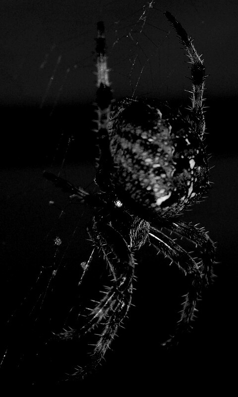 Паук обои