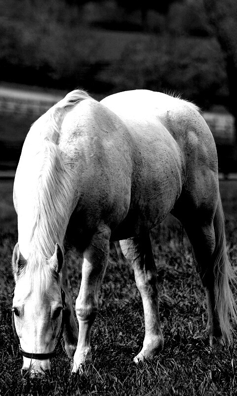 Красивая белая лошадь обои