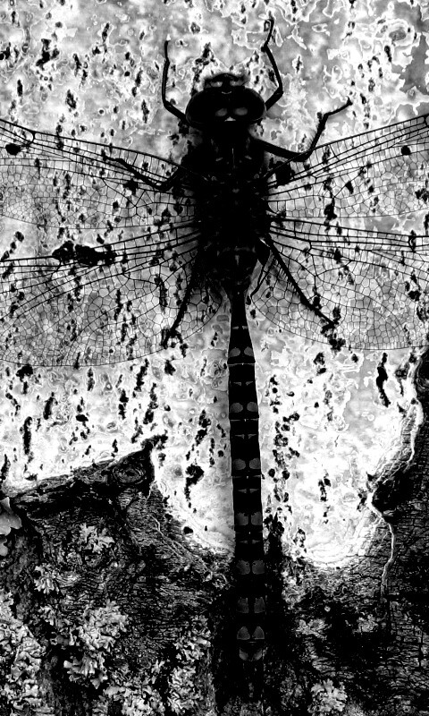 Стрекоза на дереве обои