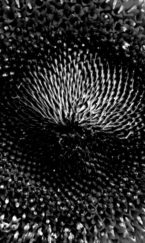 Недозревший подсолнух обои