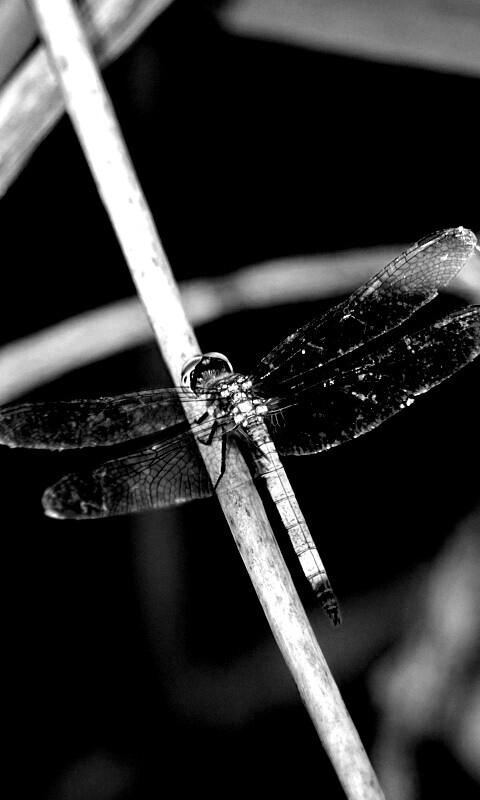 Стрекоза на тарвинке обои