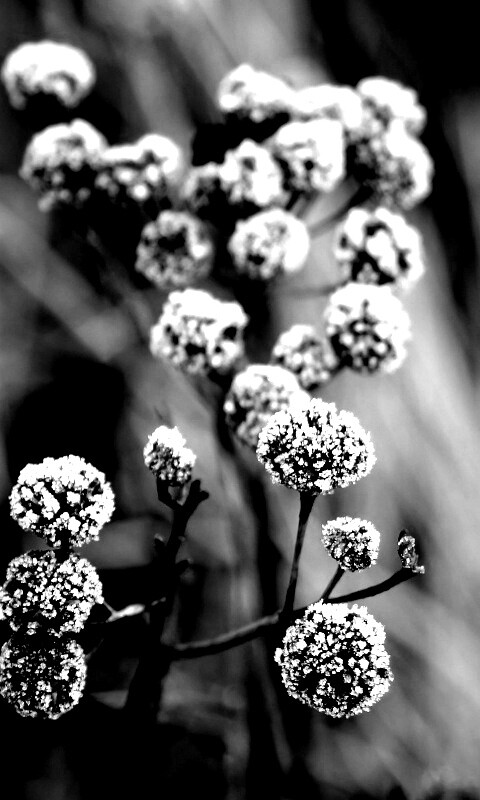 Ледяные цветы обои