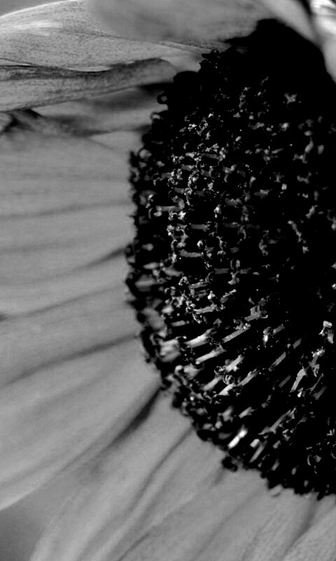 Подсолхну осенью обои