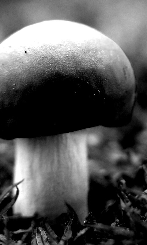 Грибок с красной шапкой обои