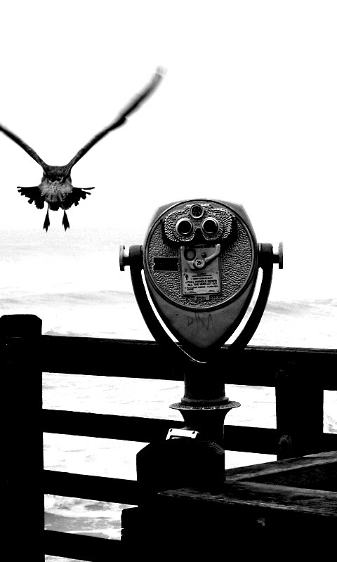 Чайки на перилах пирса обои