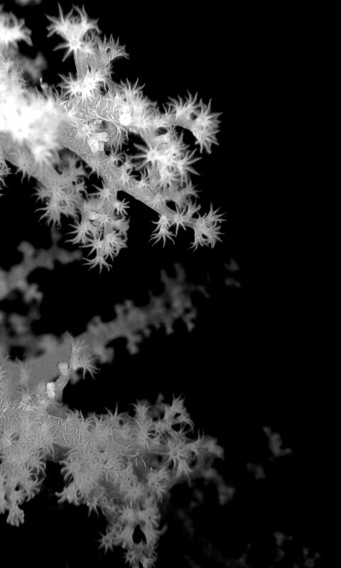 Кораллы обои