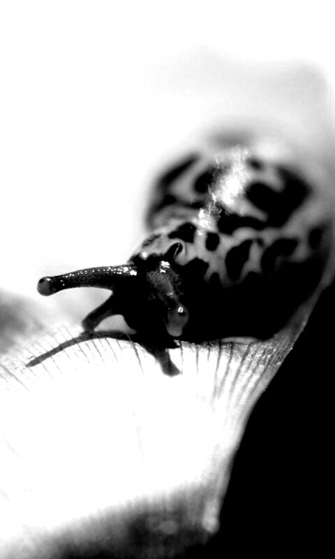 Ползущая улитка обои