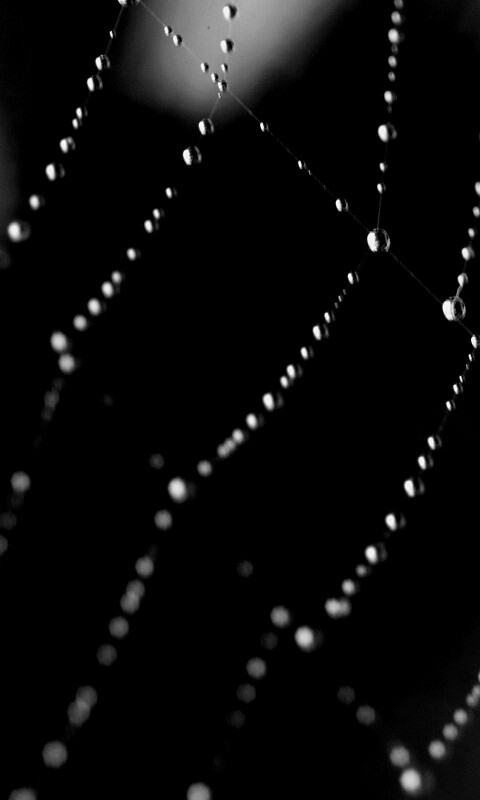 Паучья сеть обои