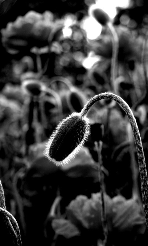 Бутон среди цветов обои