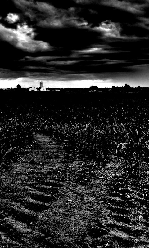 Кукурузное поле у фермы обои