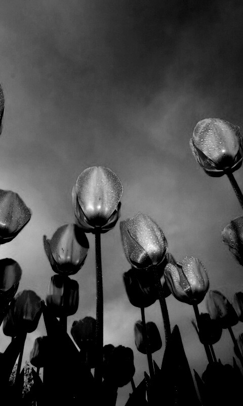 Жёлтые тюльпаны обои