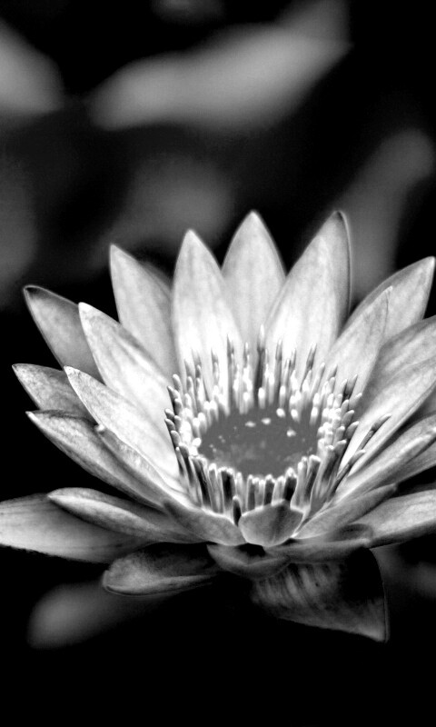 Фиолетовый цветок обои