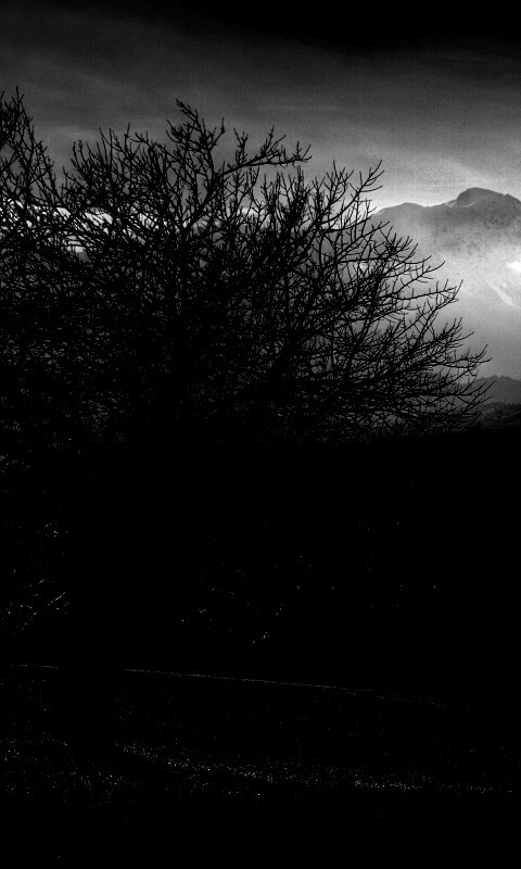 Дерево и горы обои