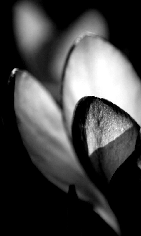 Фиолетовый крокус обои