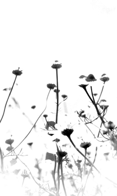 Цветочное лето обои