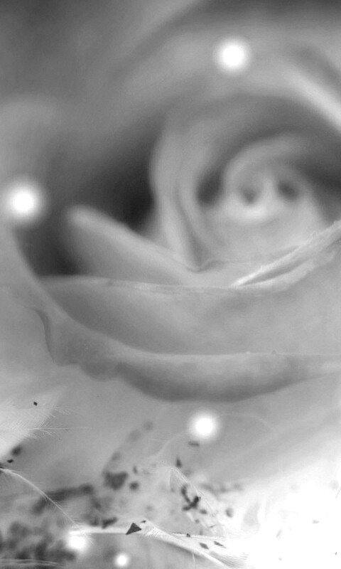 Туманная роза обои