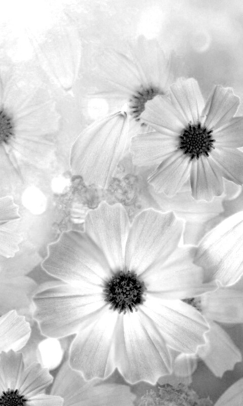 Цветочки обои