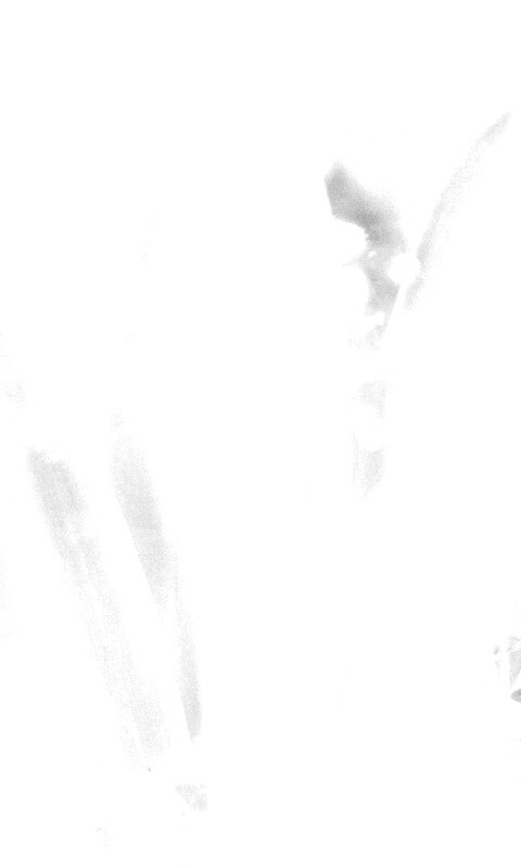 Белые лепестки обои