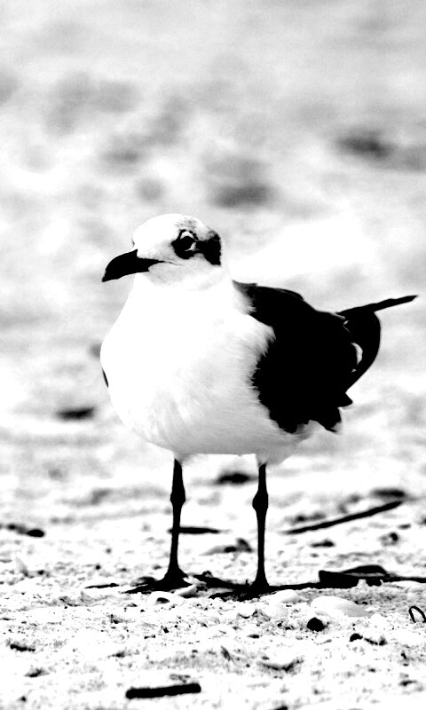 Важная чайка обои