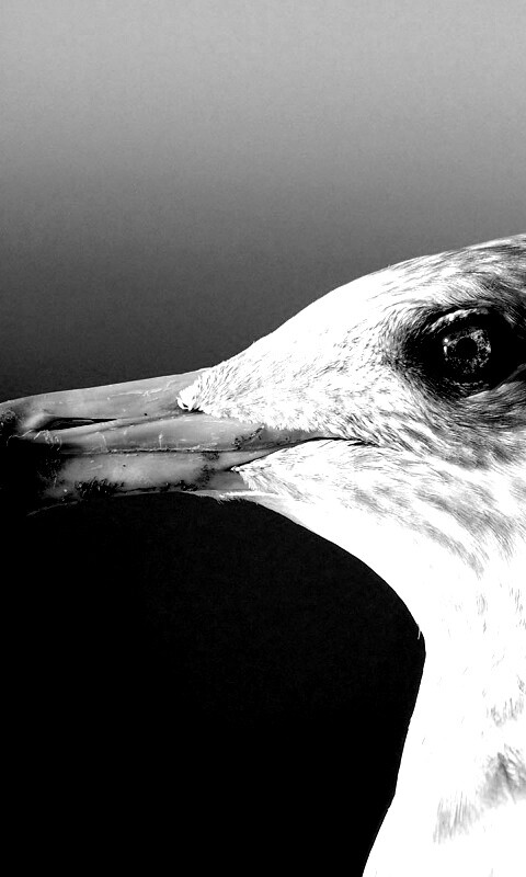 Птичка с длинным клювом обои