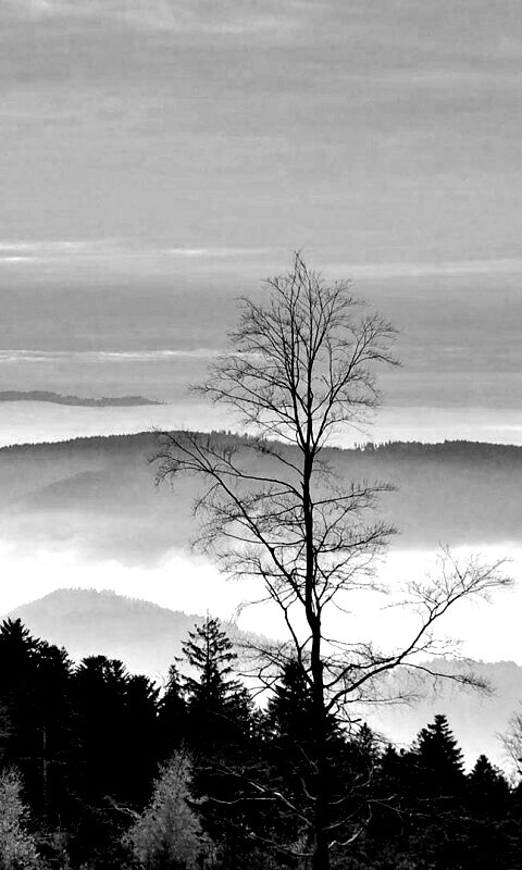 Холмы в тумане обои