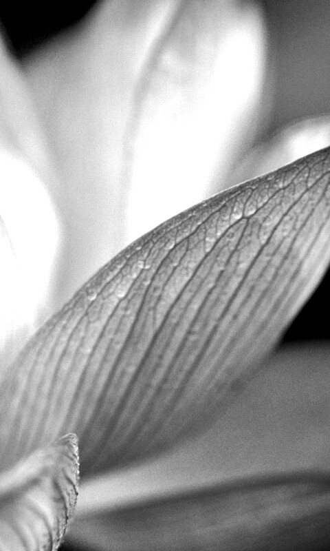 Лепестки цветов обои