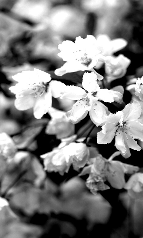 Весенние цветы обои