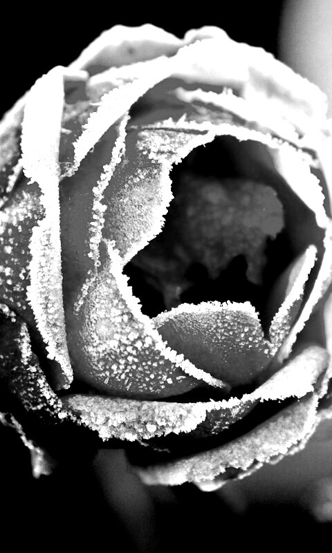 Роза в иние обои