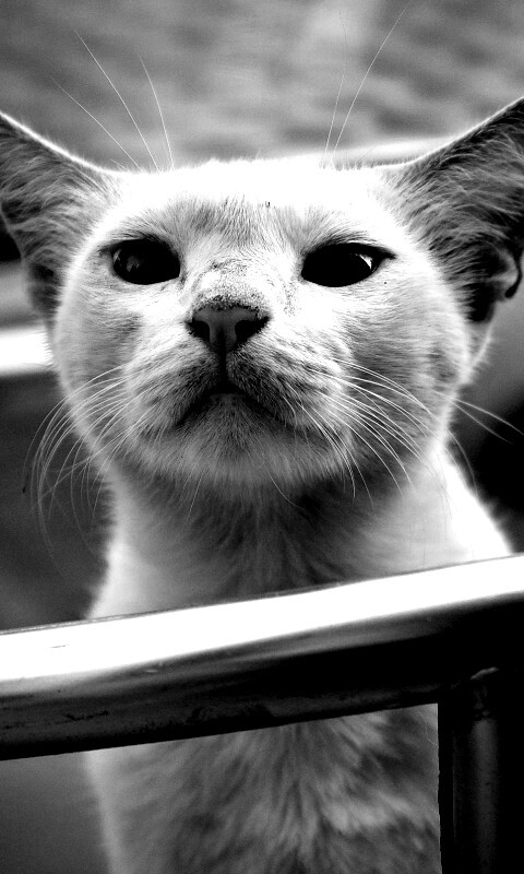 Настороженно принюхивающийся кот обои