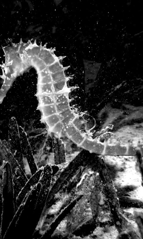 Морской конек обои