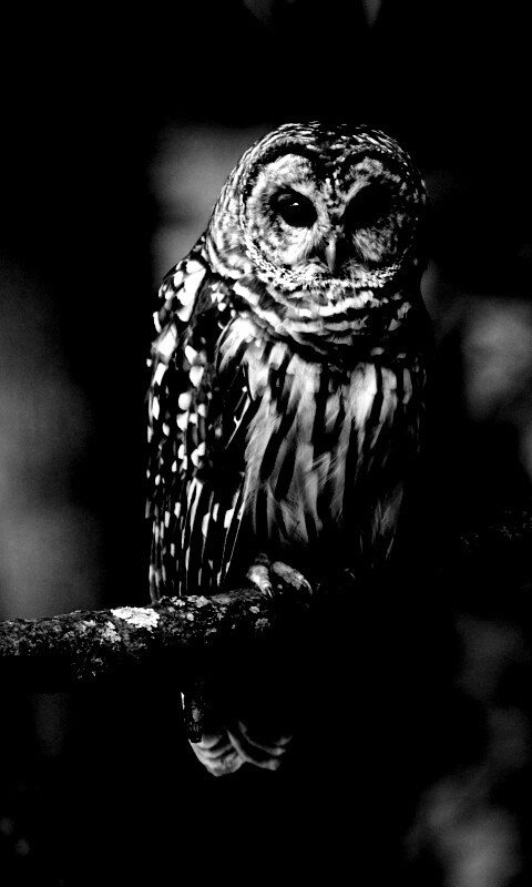 Сова на ветке обои