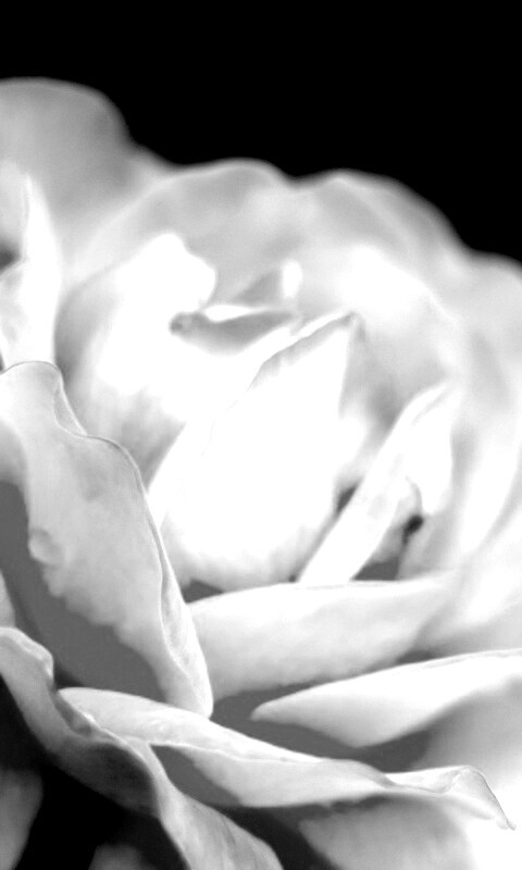 Картинка с нежным розовым цветком обои