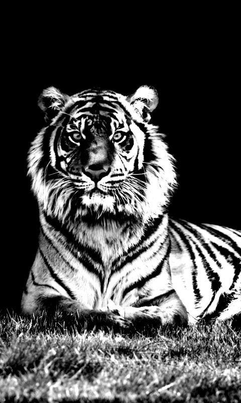 Величественный тигр обои