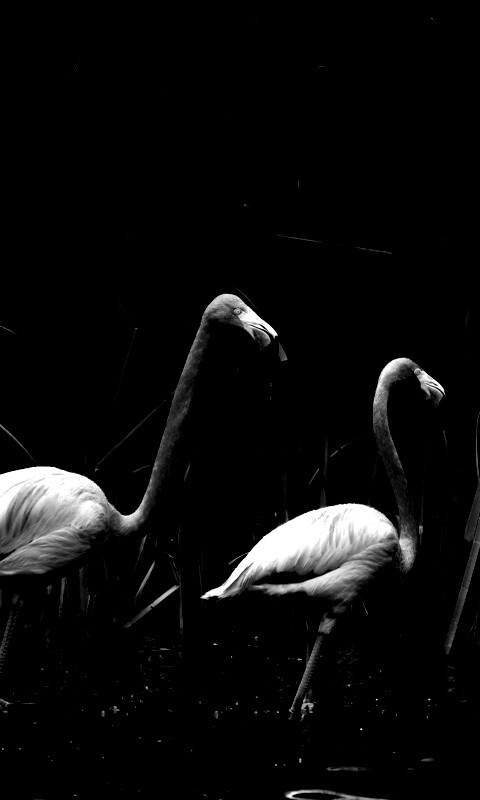 Красивые розовые фламинго на озере обои