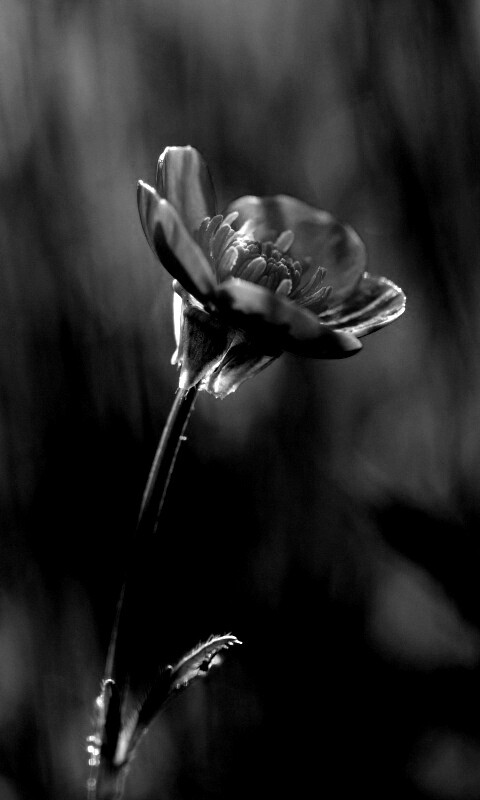 Маленький жёлтый цветочек обои